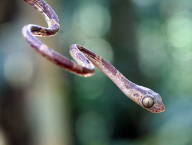 Tree snake Imantodes cenchroa (Colubridae; French Guiana)